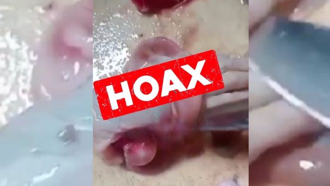 
					Warga Yapen dan Waropen Dihebohkan Video Hoaks Tangan Manusia dalam Ikan Cakalang